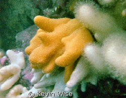 soft coral taken at the blue caps (farne islands) by Kevin Wise 